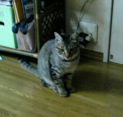 mycat30416.jpg