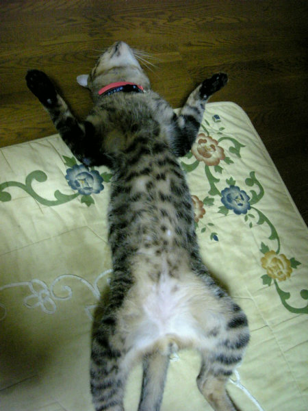 nuko_0908.jpg